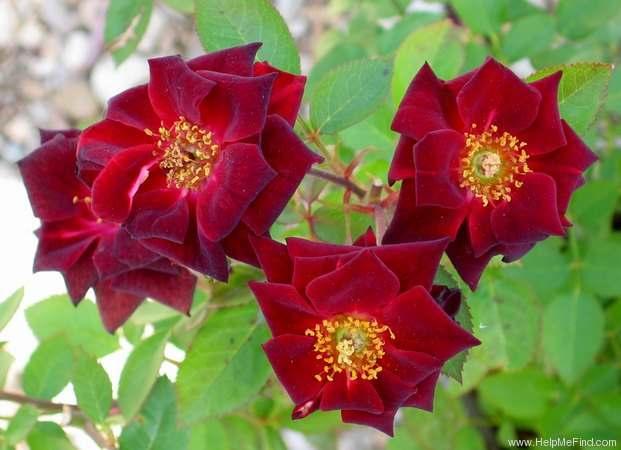 Black Jade Miniture Pink hybrid tea rose Dark red, with petals edges or the
