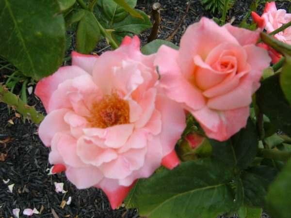 Color Magic Hybrid Tea Salmon-pink, ages to lighter Mild to strong, fruity fragrance Medium, thornless