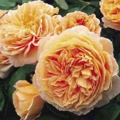 Crown Princess Margareta Shrub Apricot or apricot blend Strong, fruity tea rose