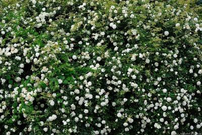 Fortunina Old Garden Rose White, near white Strong, sweet fragrance