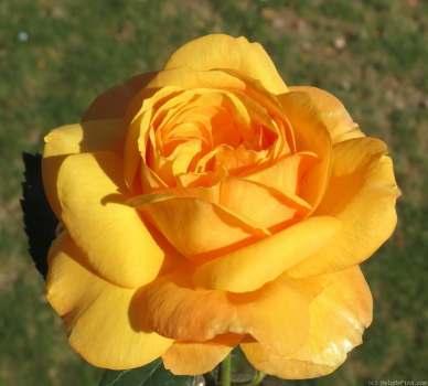 Good as Gold Hybrid Tea Orange blend Flowers deep golden orange-yellow