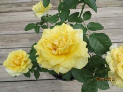 Happy Go Lucky Grandiflora Yellow Moderate, fruity, tea fragrance Up to 40