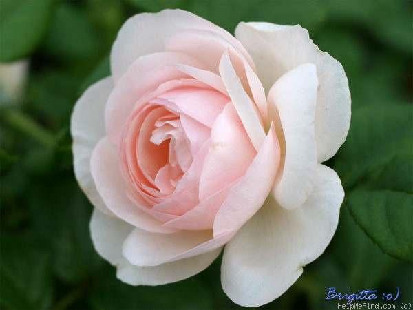 Heritage David Austin Shrub English Rose Collection Light pink Strong, lemon