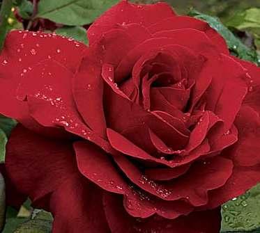 Legends Hybrid tea Bright cherry red None to