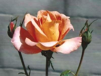 Magic Lantern Grandiflora Apricot or apricot blend Flowers copper-orange-gold Mild to strong fragrance Tall,