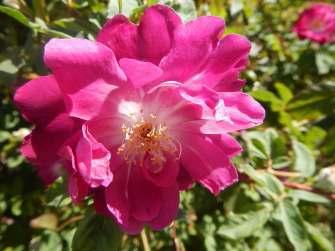 McCormick Rose Shrub Pink blend One of the most significant roses in Arizona s history Bridal gift in 1865 to Margaret ( Hunt) McCormick.