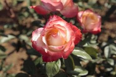 Mercury Rising Hybrid Tea Pink, cream shading Mild fragrance 25 to 30 petals