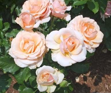 Mother of Pearl Hybrid Tea Light pink No