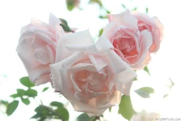 New Dawn Large-Flowered Climber Light pink Moderate fragrance Arching,