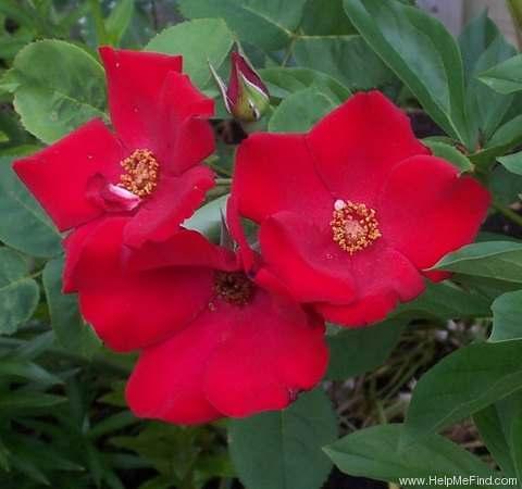 Altissimo Climber Red Mild, clove fragrance 7 petals Average diameter