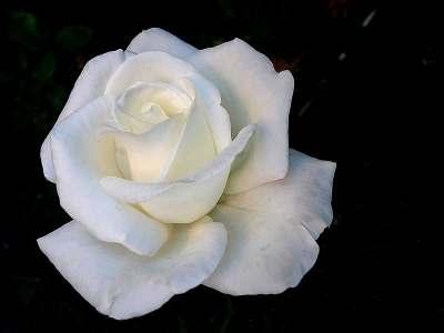 Queen Mary 2 Hybrid Tea White or white blend Mild to strong, apricot or peach, fruity, rose,