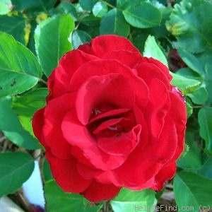 Rotary Rose Hybrid Tea Dark red None / no fragrance 27 petals Blooms in flushes throughout the season A new and
