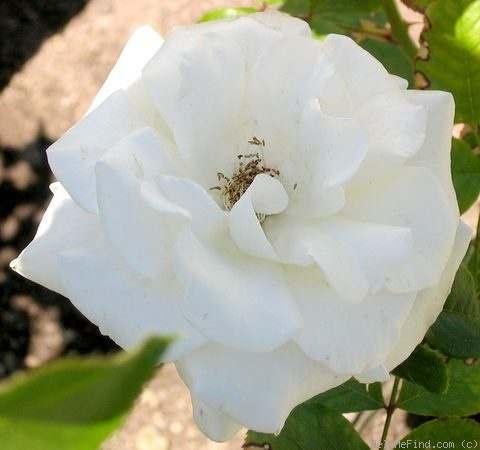 September Mourn Floribunda White or white blend No fragrance