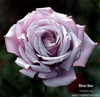 Silver Star Grandiflora Mauve or mauve blend None to mild fragrance Height