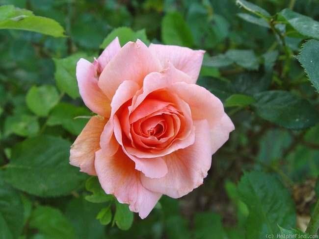 Apricot Candy Hybrid Tea Apricot or apricot blend Mild to strong,