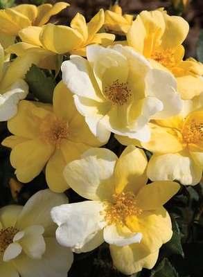 Sunsprite Floribunda Deep yellow Strong fragrance 25 to 30 petals Average diameter 3.25".