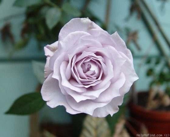 Sweet Arlene Mini-Flora Lavender Strong fragrance Unique