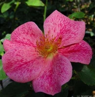 The Imposter Shrub Pink flowers with a paintspattered look to petals No