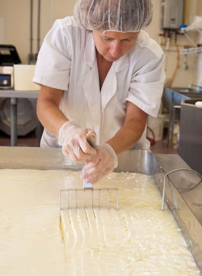 3. Cutting the curd Things to Consider: Curd Size Smaller- expels more whey, lower final moisture Bigger - retain more whey, higher final moisture Curd Uniformity Impacts moisture,