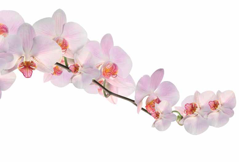MAR/APR 2017 Orchid - Full Range - White Orchid Sauvignon Blanc