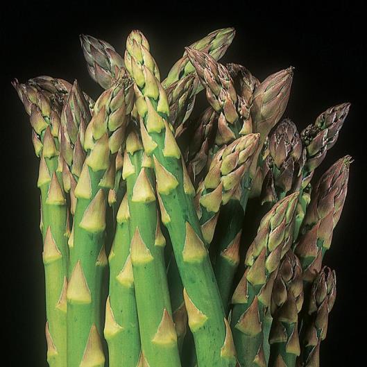 purpletipped green spears from a late season crop