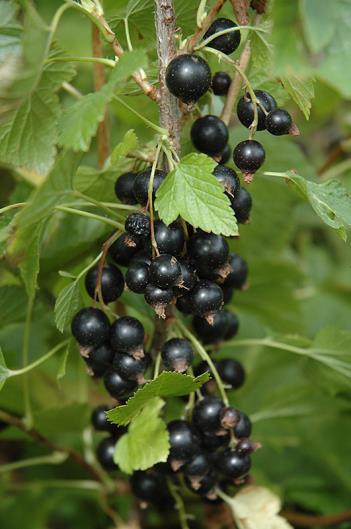 Best if planted with other currants.