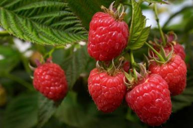 Berries are firm, bight-red, medium to large size.