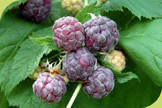 Subgenus Rubus H: 60-72 150-180cm Zone: 6 Sweet, tart berries
