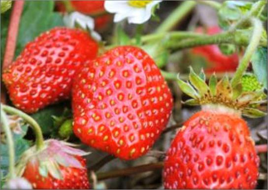 STRAWBERRY Veestar Strawberry H: 10 25cm Zone: 3 This variety