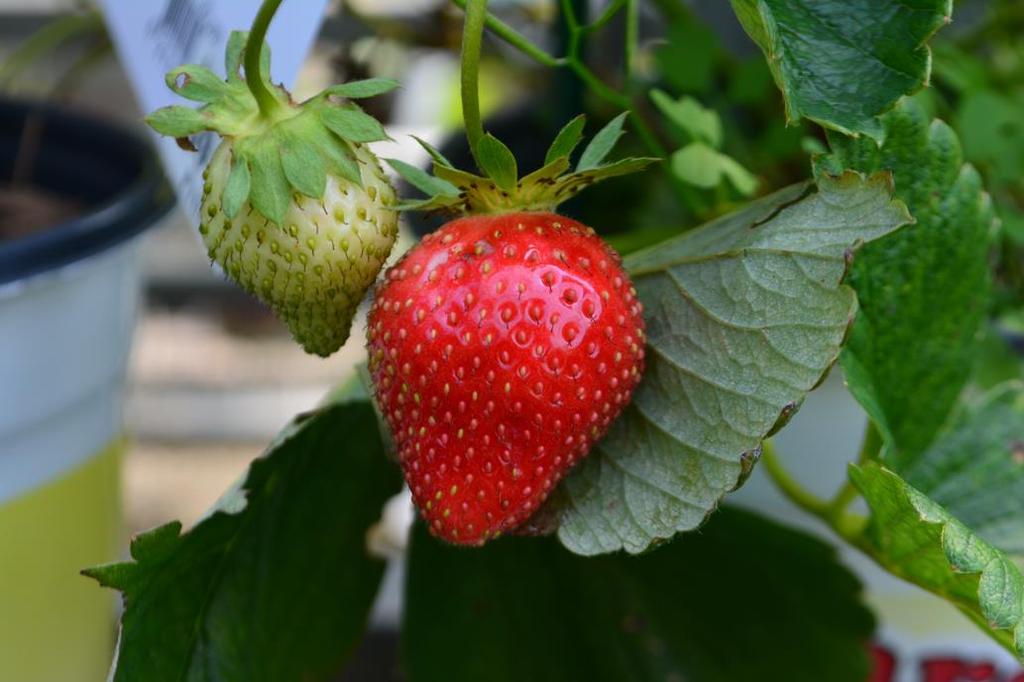 Everbearing strawberry plants produce fruit throughout an entire