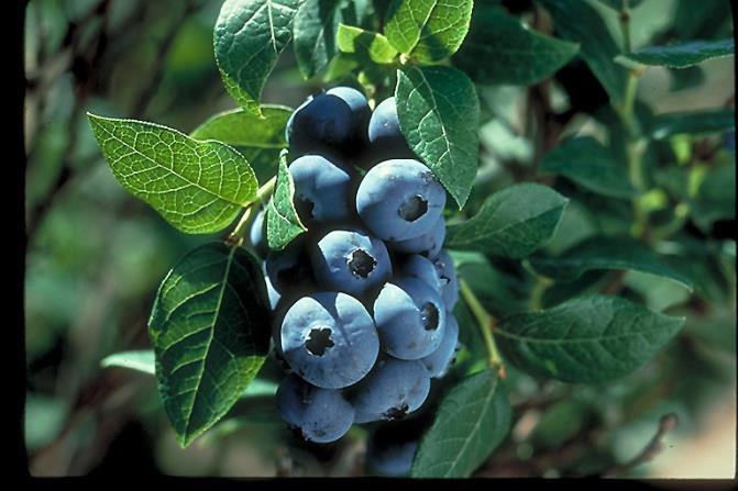 VACCINIUM-BLUBERRY Bluberries require two different cultivars to fruit reliably.