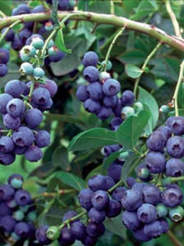 which ripen in mid-season. Dark green leaves turn attractive shades of red in the fall.