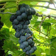 VITIS GRAPES Baco Noir Baco Noir Grape H: 2-4m as trained Zone: 4 Vigorous grower that