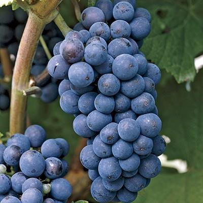 labrusca Concord Concord Grape H: 2-4m as trained Zone: 5 Fragrant, greenish flowers in