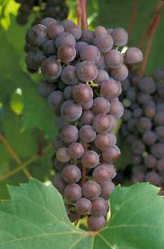 Frontenac Frontenac Grape H: 96 W: 72 Zone: 4a A newer wine grape which is becoming
