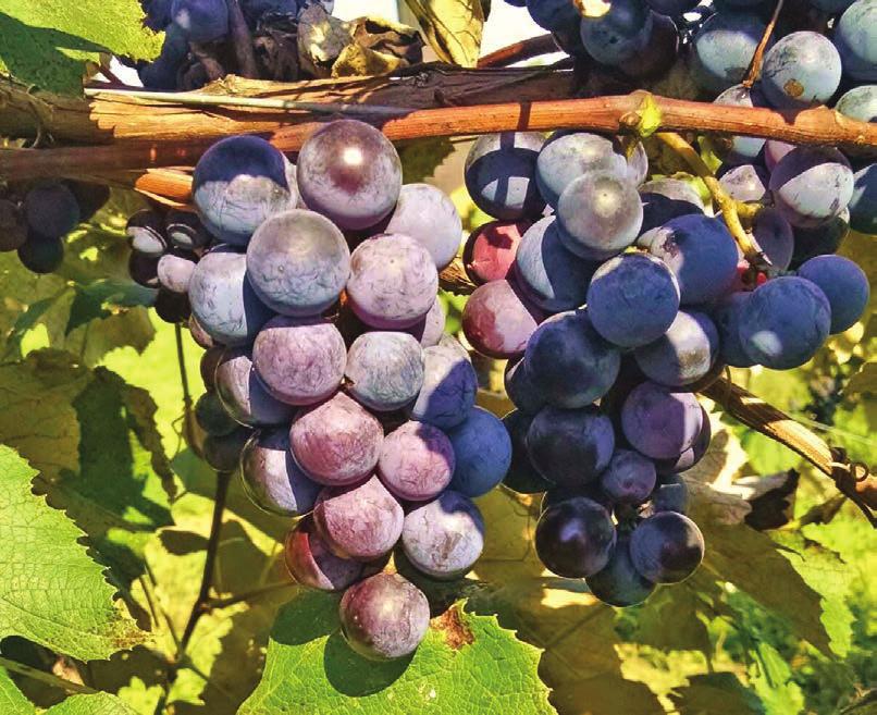 Grapes produce their fruit in the fall, mid-september until it freezes. Grapes How to Care for your Plants upon Arrival: Remove Grape plants from shipping box immediately.