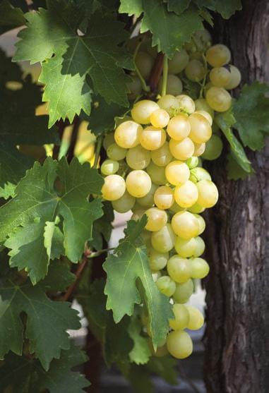 Wine Grapes Cayuga (White) It is one of the most productive and disease-resistant varieties. This versatile grape can be made into a semi-dry or sweet wine.