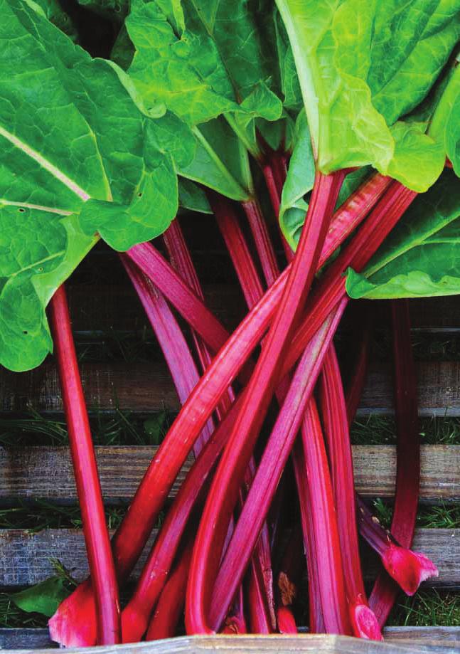 Red Rhubarb The Rhubarb plants emerge through the soil early in the growing season. The tart, colorful rhubarb can be used in pies and great jams. Our rhubarb stock is divided into divisions.