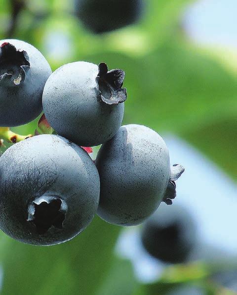 Blueberries Rancocas A mid-season berry. Great for freezing and baking. A great berry for desserts. Fruit Size: Medium Flavor: Sweet Firmness: Firm (Zone 4 7) Rubel A mid-season berry.