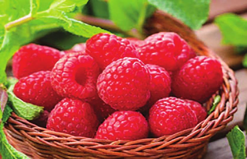 Raspberries All Raspberries are self pollinating Eat canned, fresh or frozen! Raspberries make delicious pies, syrup, jams & jellies! Junebearing will have ripe berries late June and early July.
