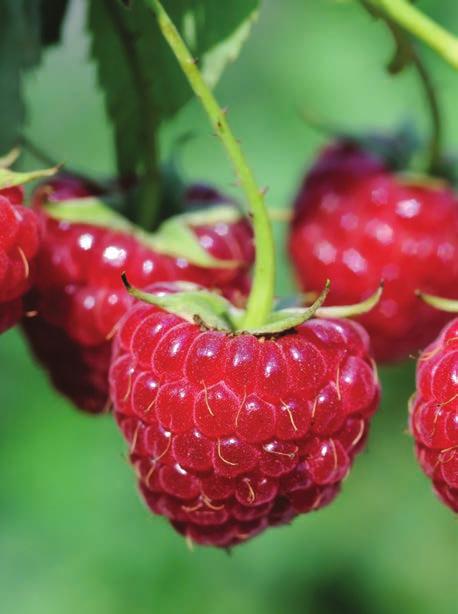 Red Raspberries Latham (Junebearing) A reliable favorite! Premium-quality berries that a have glowing pure red color, plus a delicious sweet flavor.