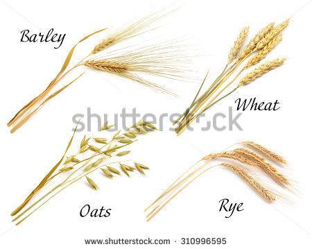 Gluten: found in wheat, oats