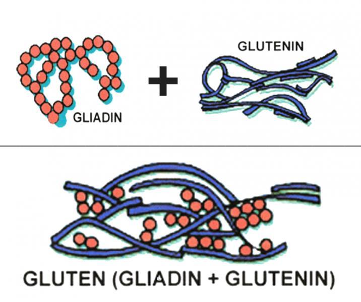 note that gluten in the mentioned grains is a large protein.