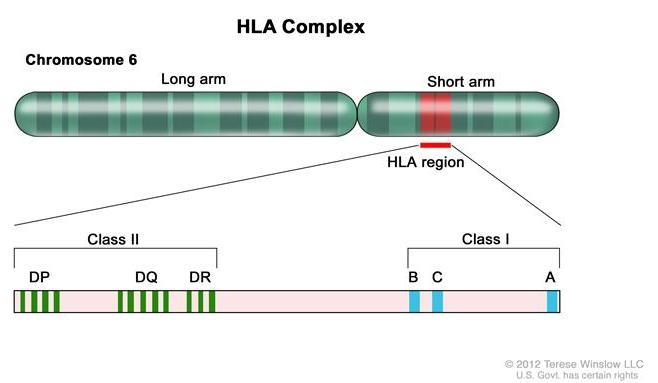 HLA HLA = human leukocyte antigen (HLA) is a gene complex encoding the major histocompatibility complex (MHC) proteins in humans.