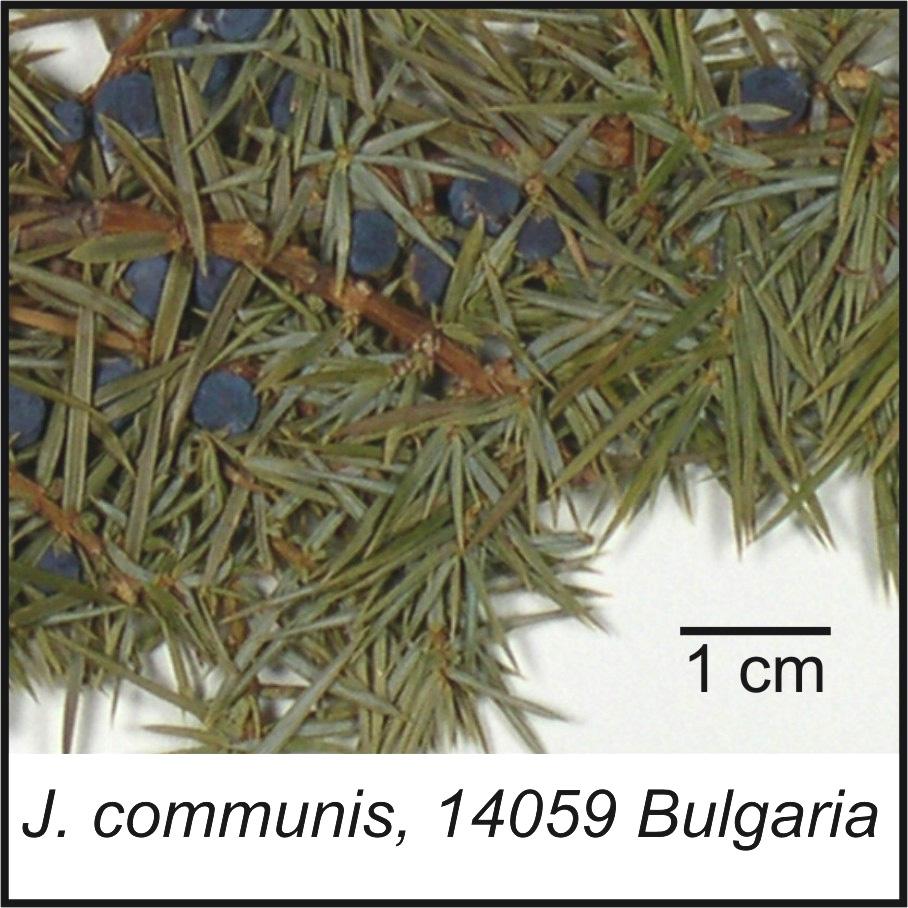 302 Phytologia (November 2013) 95(4) The volatile leaf oils of three Juniperus communis varieties from aria Robert P.