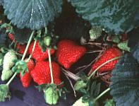 Prepared: May, 1999 Crop Profile for Strawberries in Ohio General Production Information (Rosaceae Fragaria spp.