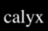 calyx Physalis