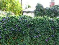 City of Yarra Environmental Services Creepers Ipomoea indica (Purple Morning Glory) Form: This vine climbs to more than 10m,