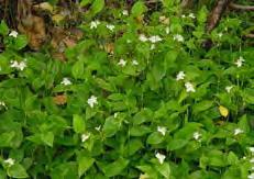 Leaf: Smooth, glossy and dark green. Flower: Clusters of small white flowers with 3 petals; summer.