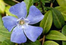 Leaf: Dark green, glossy, oval-shaped. Flower: Bluish purple with 5 petals.